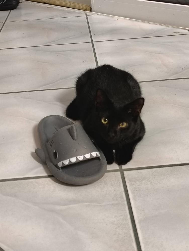 Enlarge Wink, a Adoptable Domestic Medium Hair in DELTONA, FL image 4/6