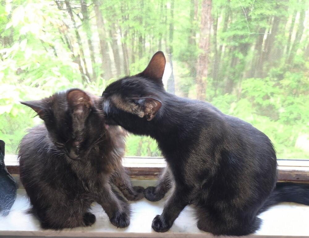 Enlarge Wink, a Adoptable Domestic Medium Hair in DELTONA, FL image 5/6