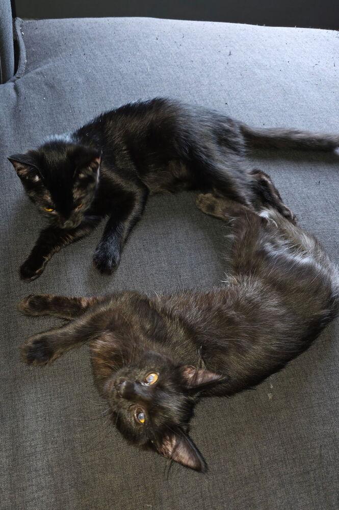 Enlarge Wink, a Adoptable Domestic Medium Hair in DELTONA, FL image 6/6