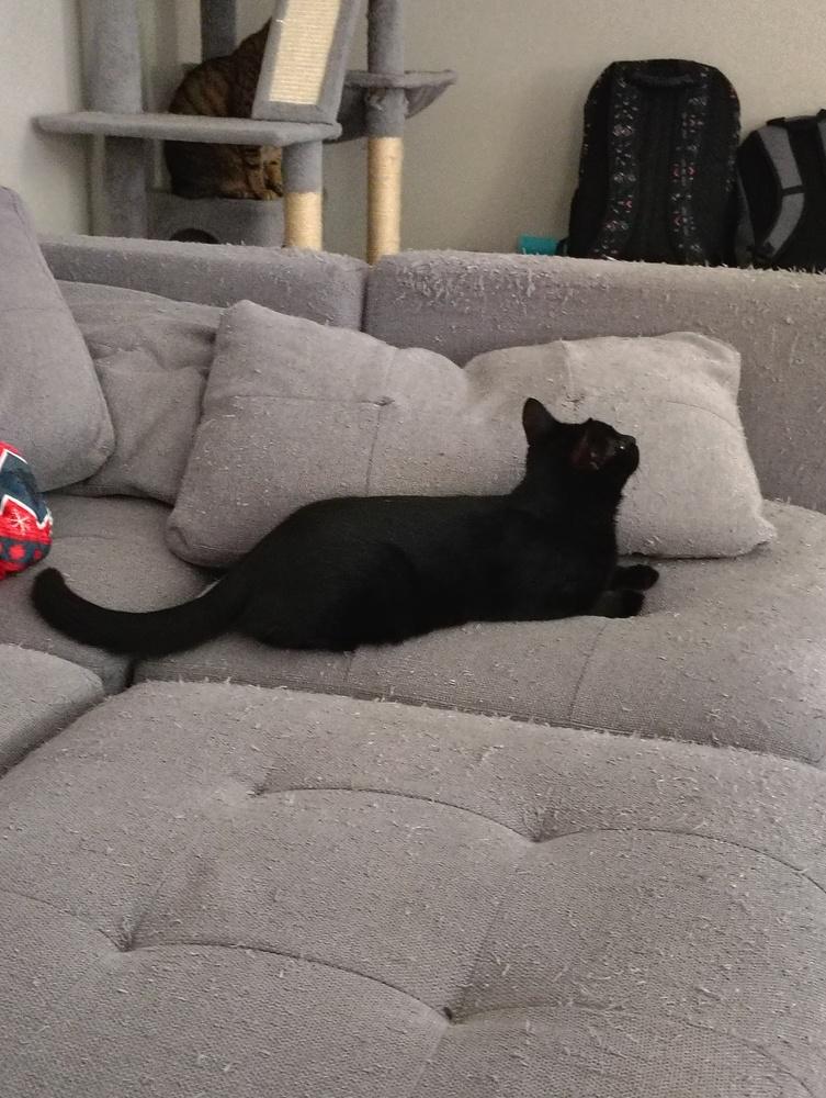 Enlarge Wink, a Adoptable Domestic Medium Hair in DELTONA, FL image 6/6