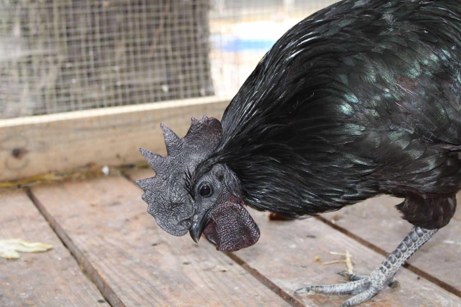 Talon, Adult Male Chicken