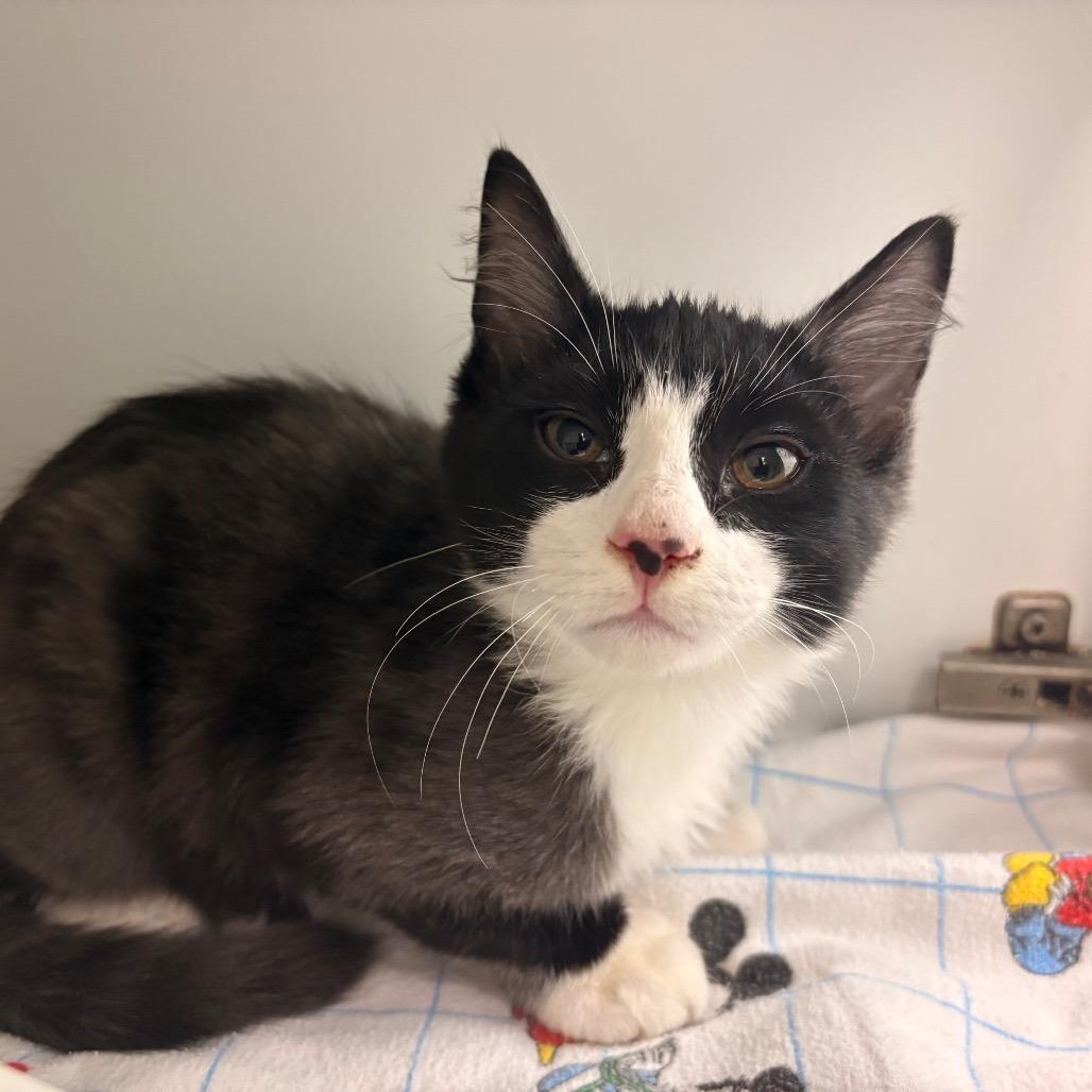 Enlarge Rascal, a Adoptable Domestic Medium Hair in Saskatoon, SK image 1/1