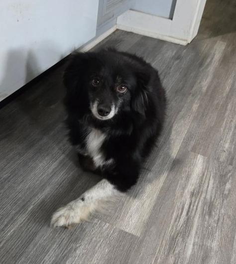 1042 Bitzie, a Adoptable Australian Shepherd in Ringwood, IL image 1/4