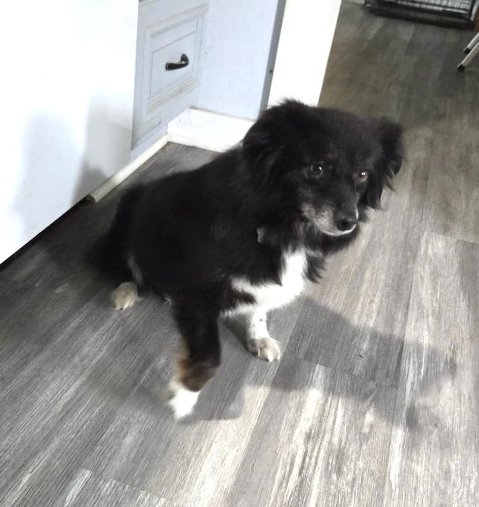1042 Bitzie, a Adoptable Australian Shepherd in Ringwood, IL image 2/4