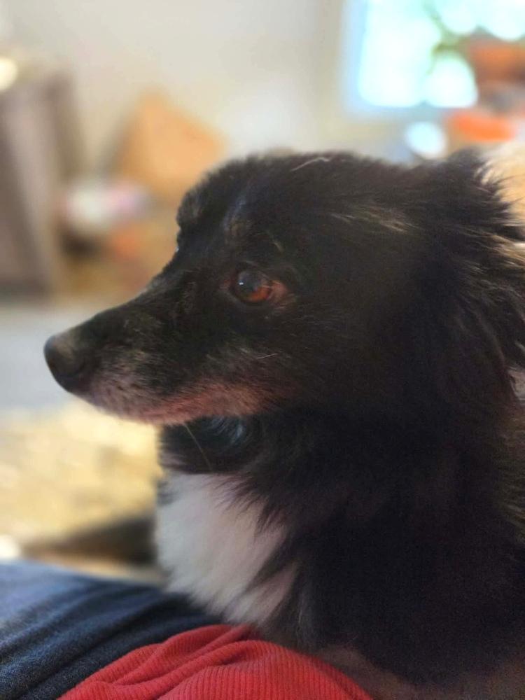 1042 Bitzie, a Adoptable Australian Shepherd in Ringwood, IL image 3/4