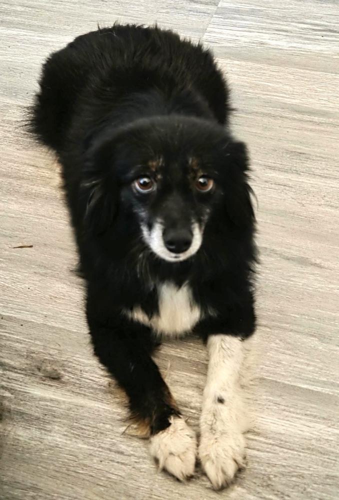 1042 Bitzie, a Adoptable Australian Shepherd in Ringwood, IL image 4/4