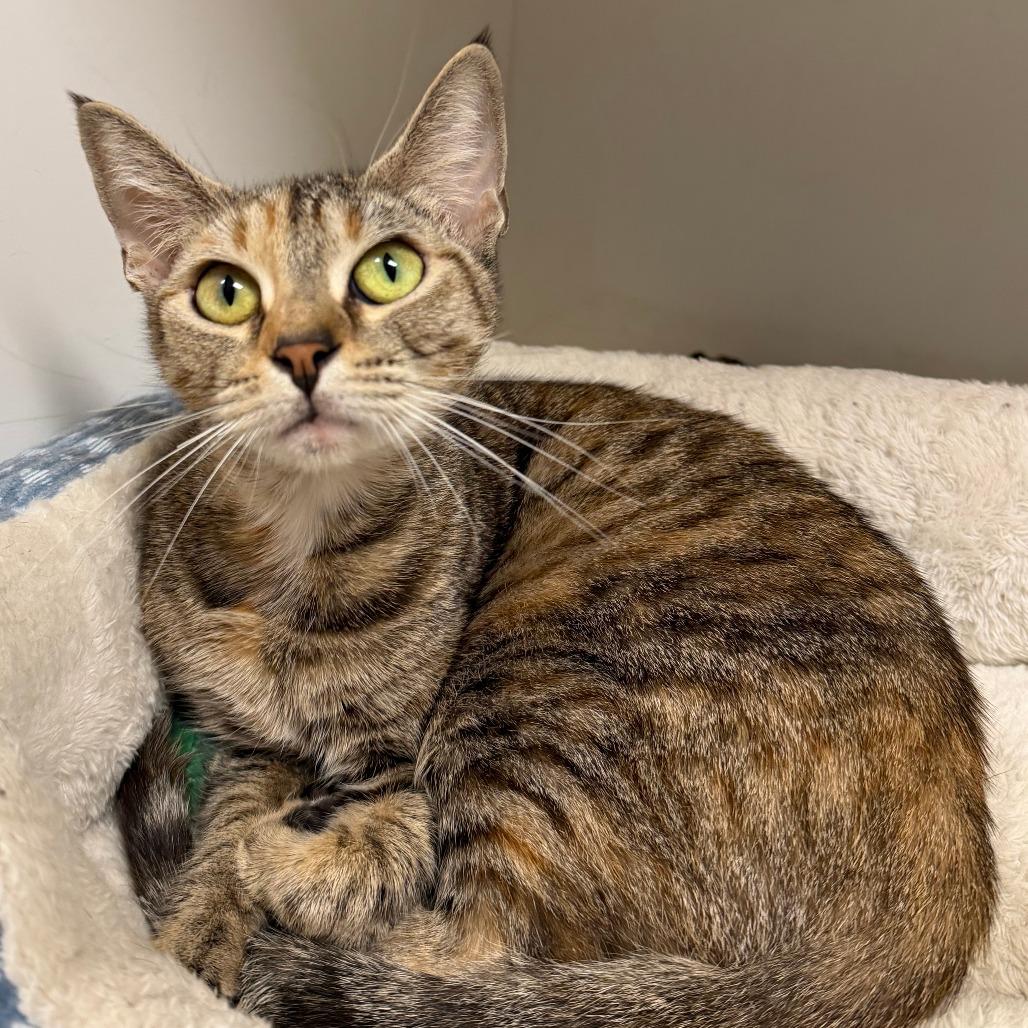 Croissant, Adoptable, Young Female Domestic Short Hair.