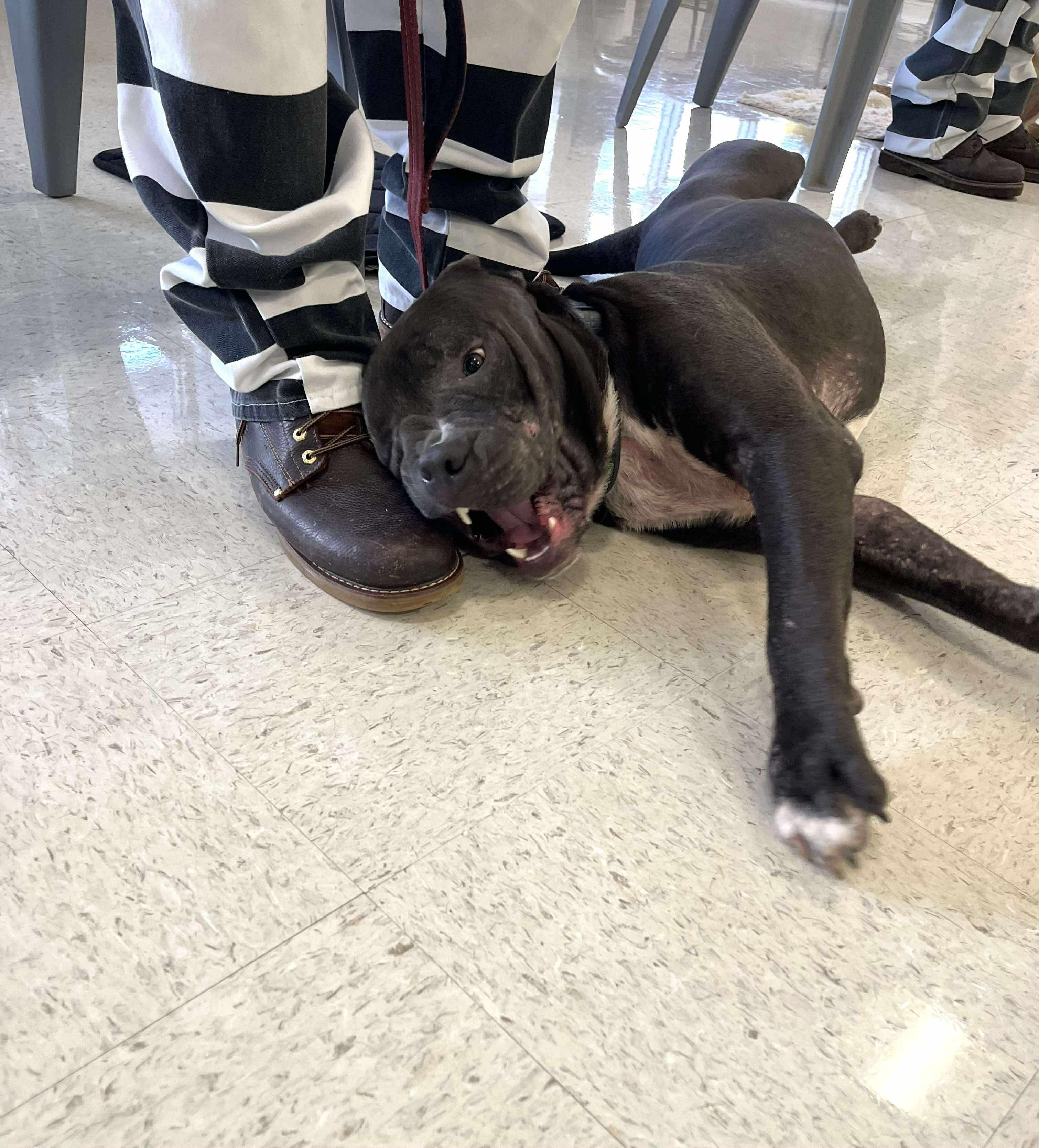 Derrp, Adoptable, Young Male American Staffordshire Terrier.