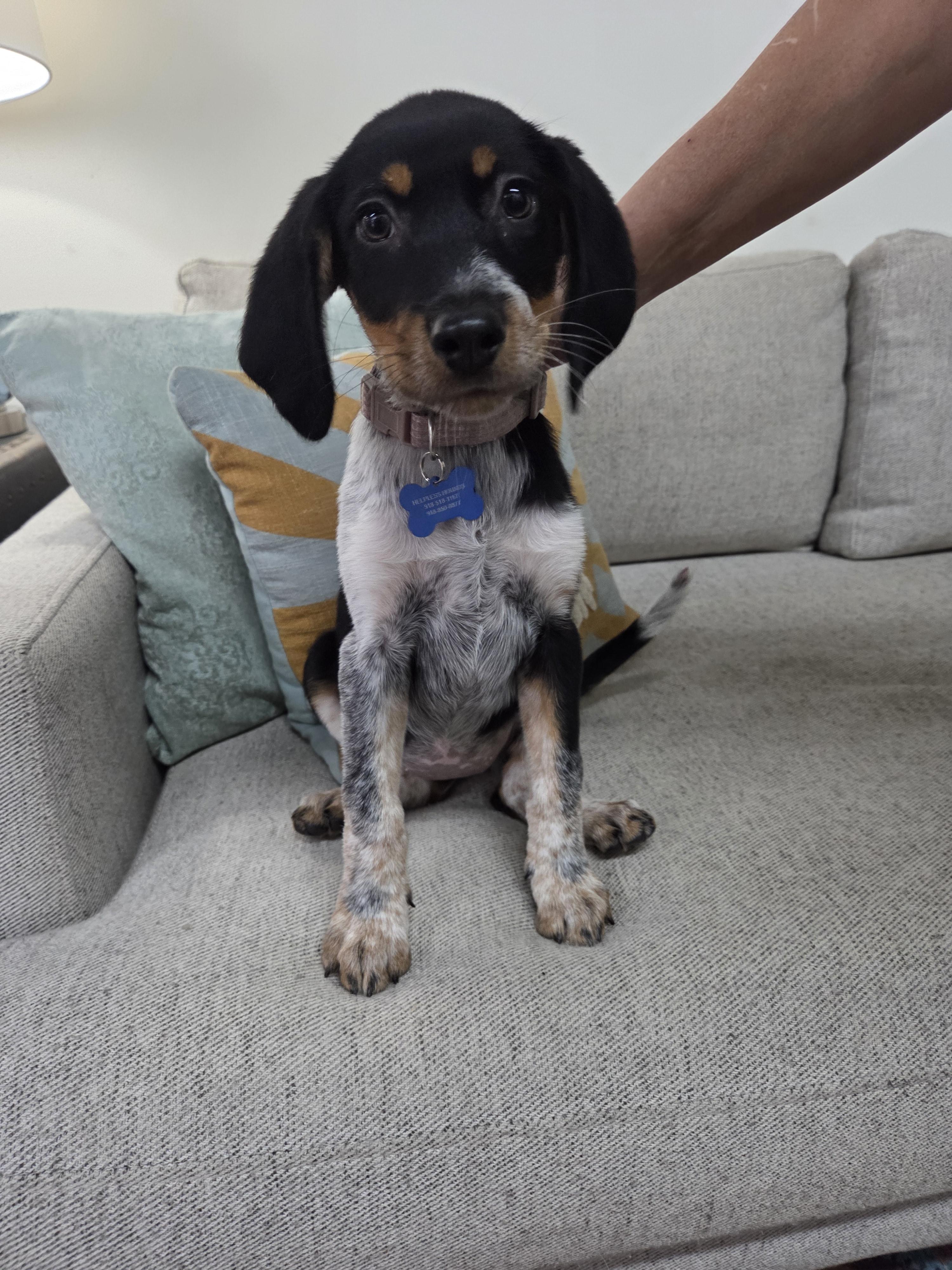 Enlarge Junie, a Adopted mixed breed in TULSA, OK image 1/6