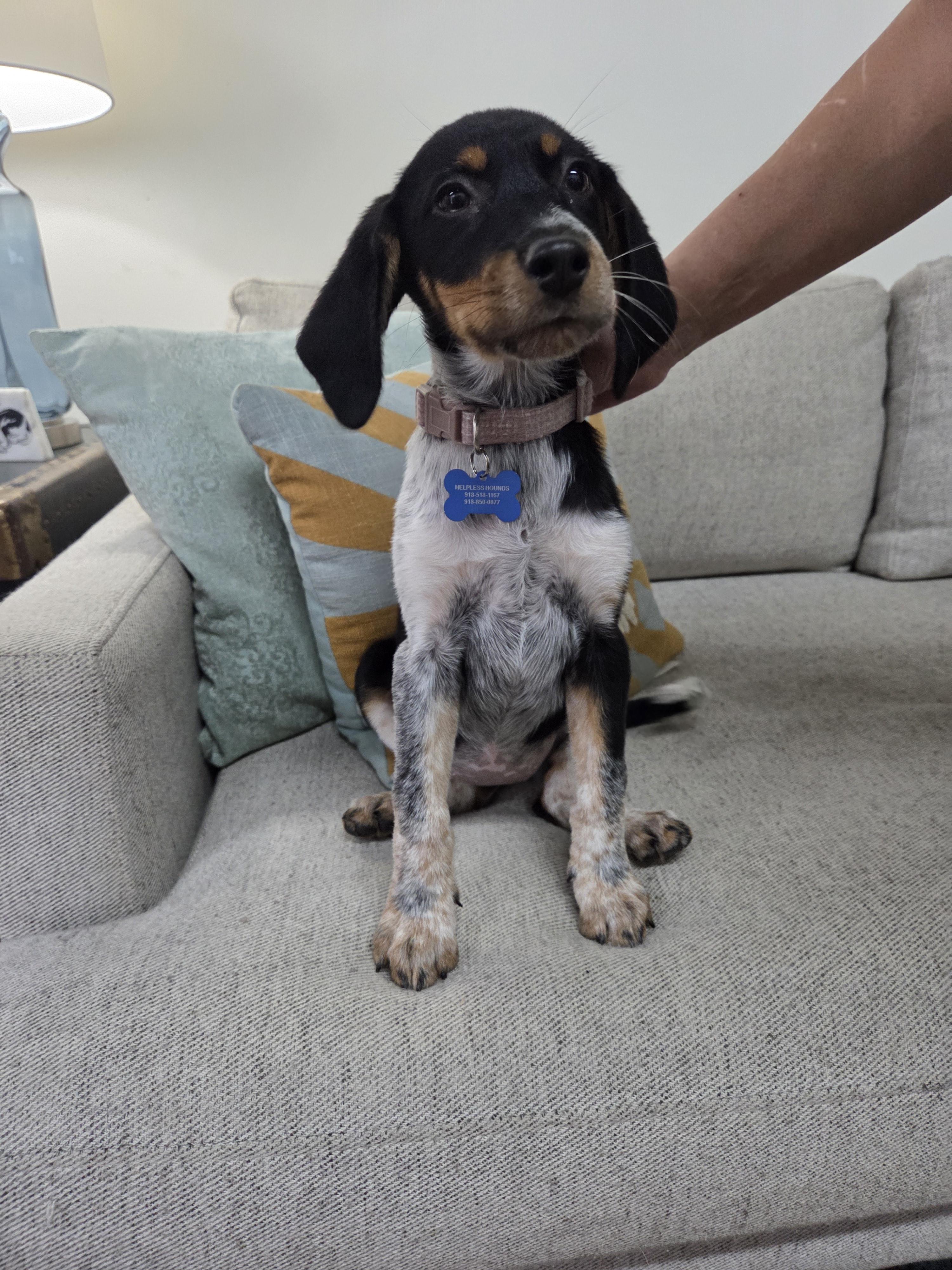 Enlarge Junie, a Adopted mixed breed in TULSA, OK image 2/6