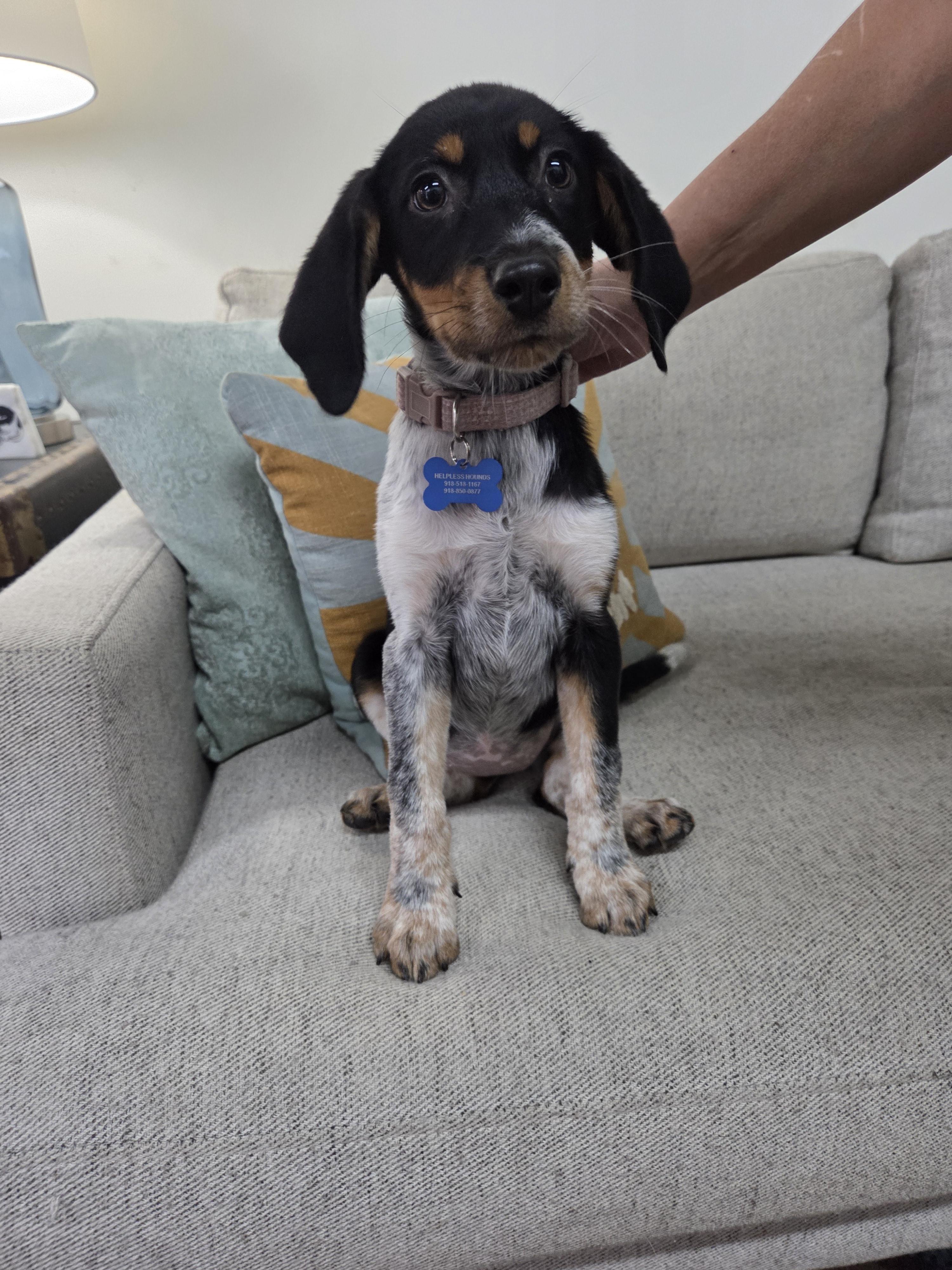 Enlarge Junie, a Adopted mixed breed in TULSA, OK image 4/6