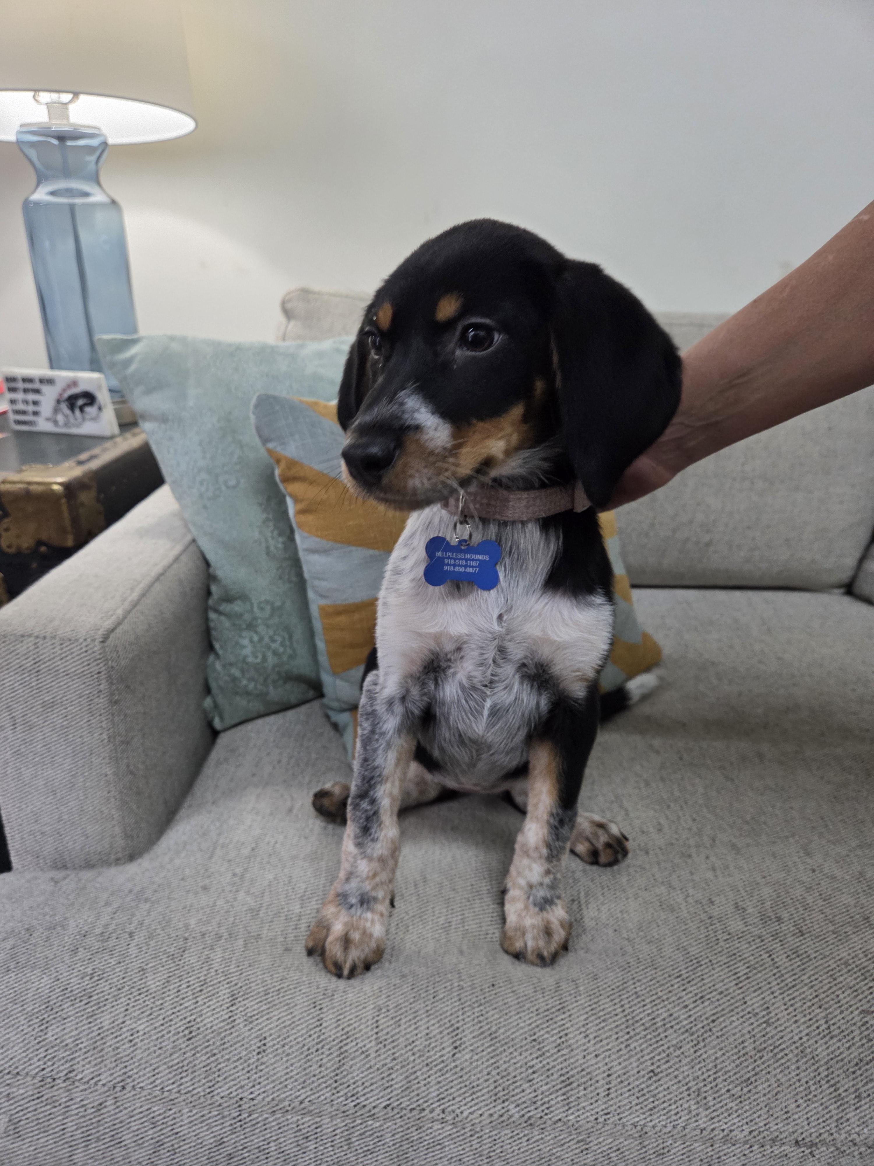 Enlarge Junie, a Adopted mixed breed in TULSA, OK image 6/6