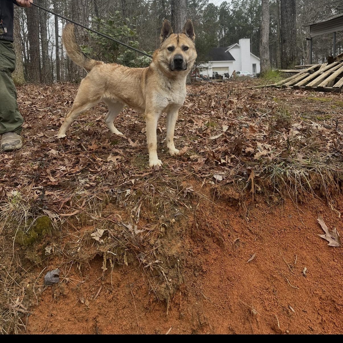 Enlarge Scooby Doo! I am a hugger!, a Adoptable mixed breed in Hickory, NC image 2/2