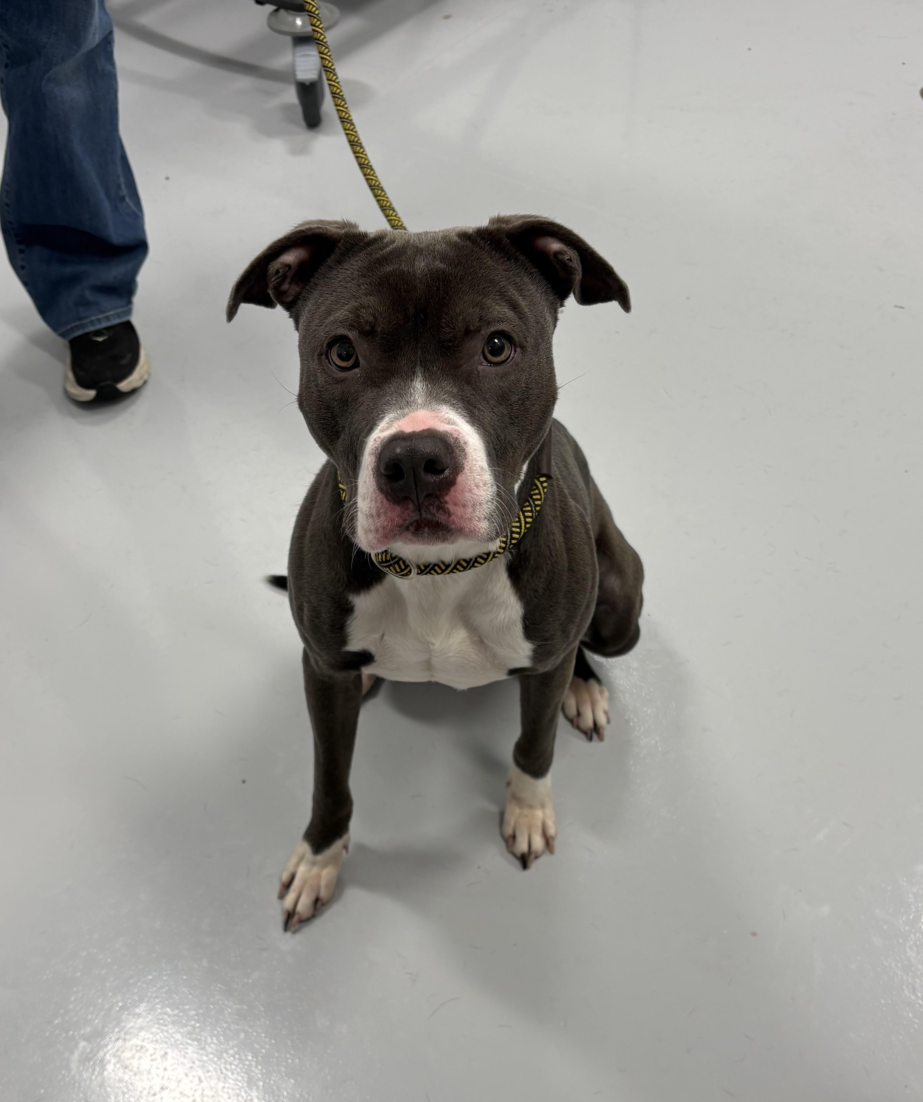 Zoey, ADOPTABLE, Adult Female Pit Bull Terrier.