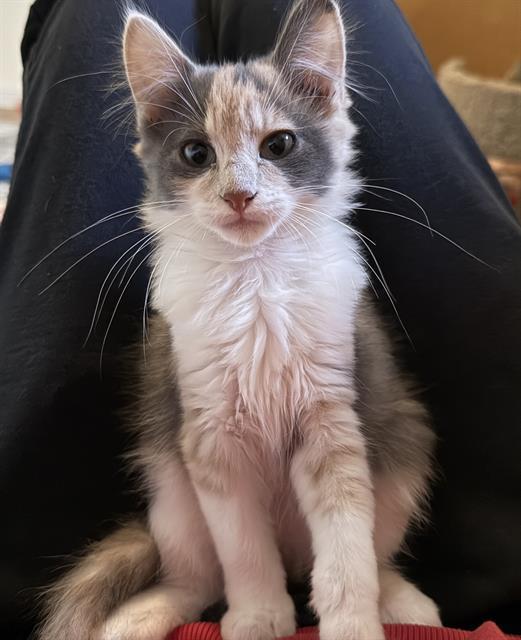 PEACH, Adoptable, Kitten Female Domestic Short Hair.