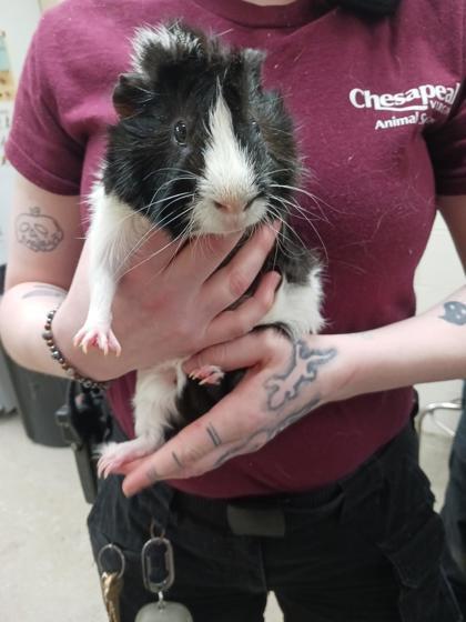 Gunther, Adoptable, Young Male Guinea Pig & Guinea Pig.