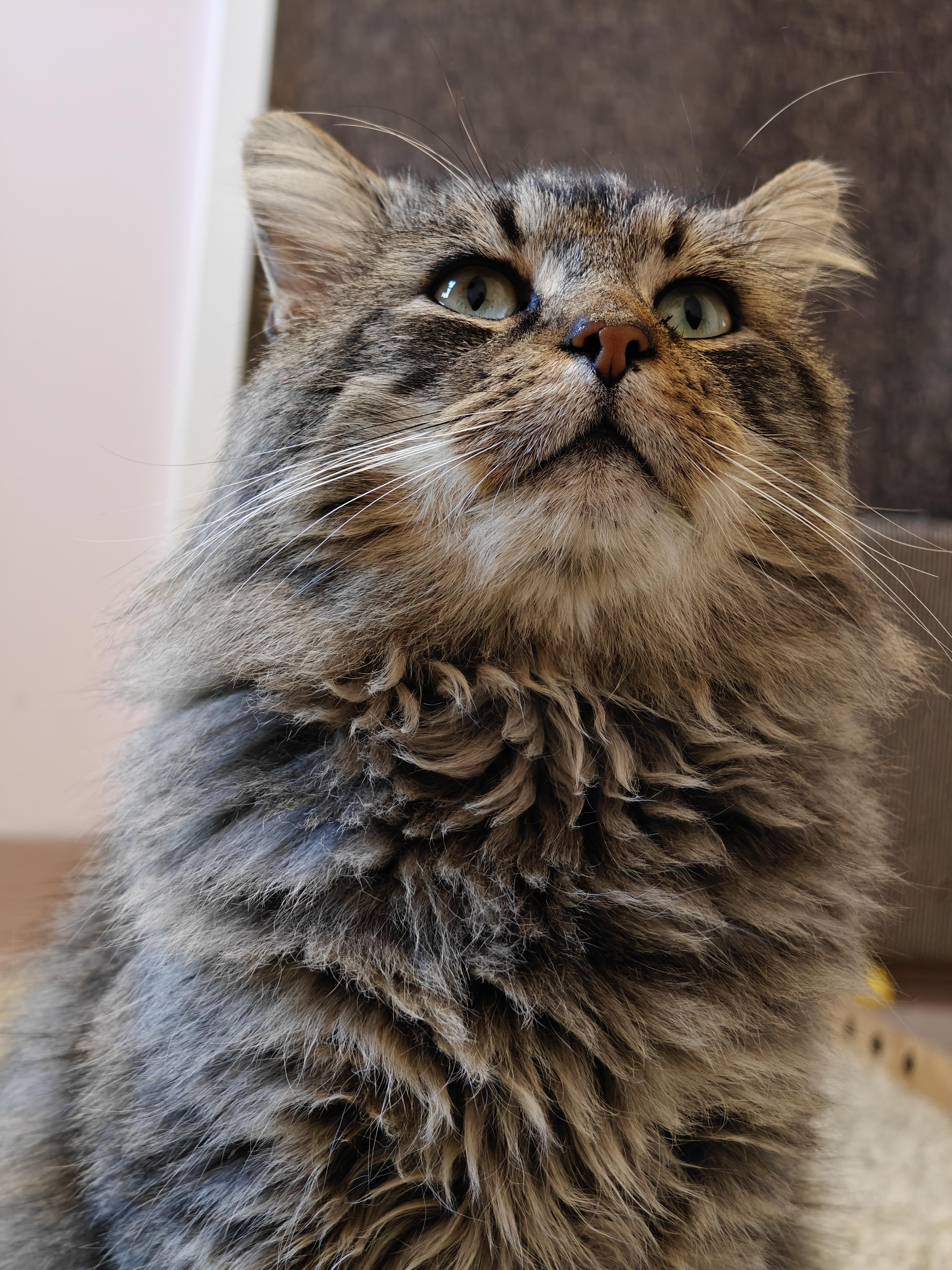 Colonel Mustard thumbnail 2