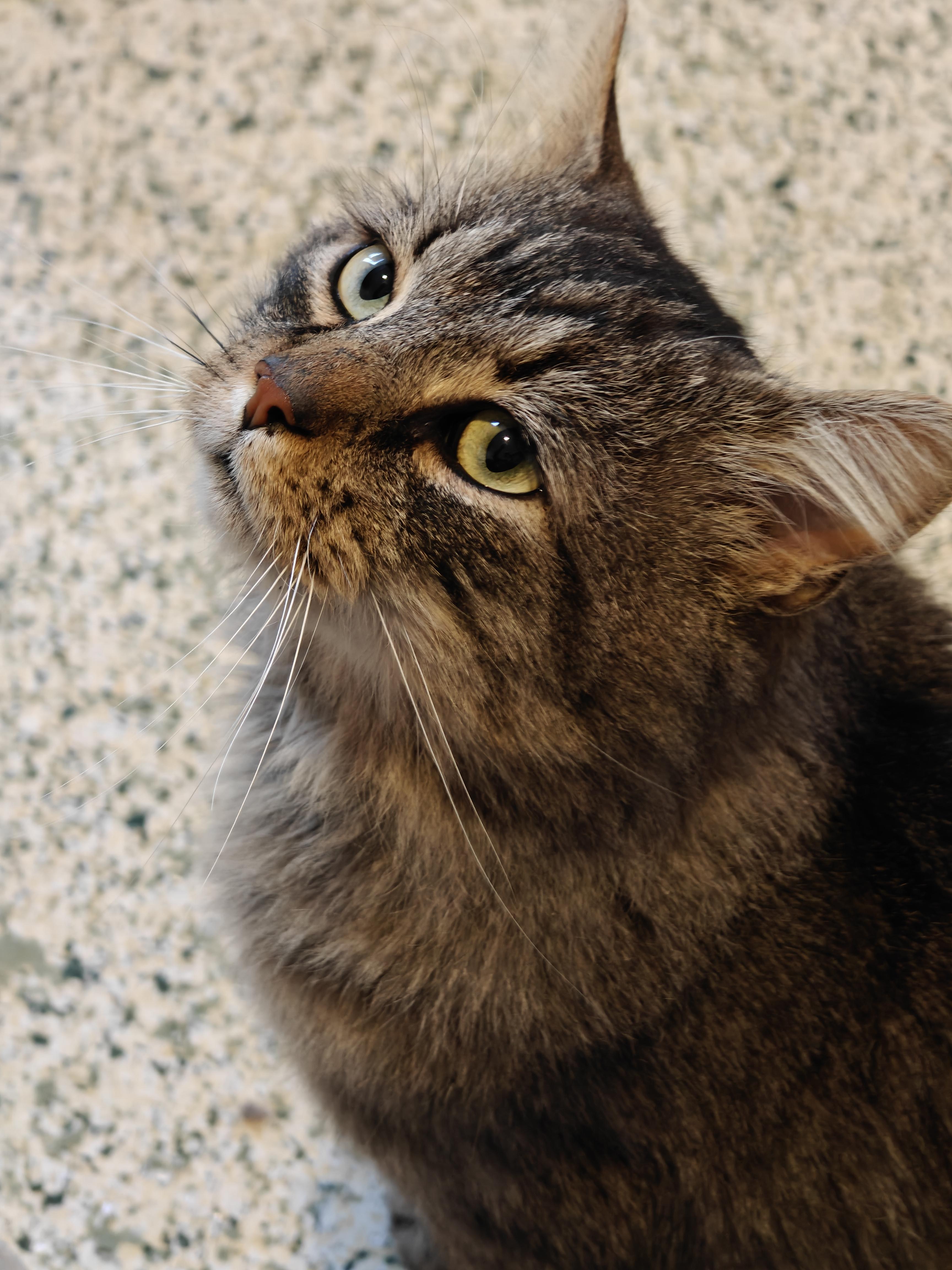 Enlarge Colonel Mustard , a ADOPTABLE Domestic Long Hair in New Britain, CT image 3/6