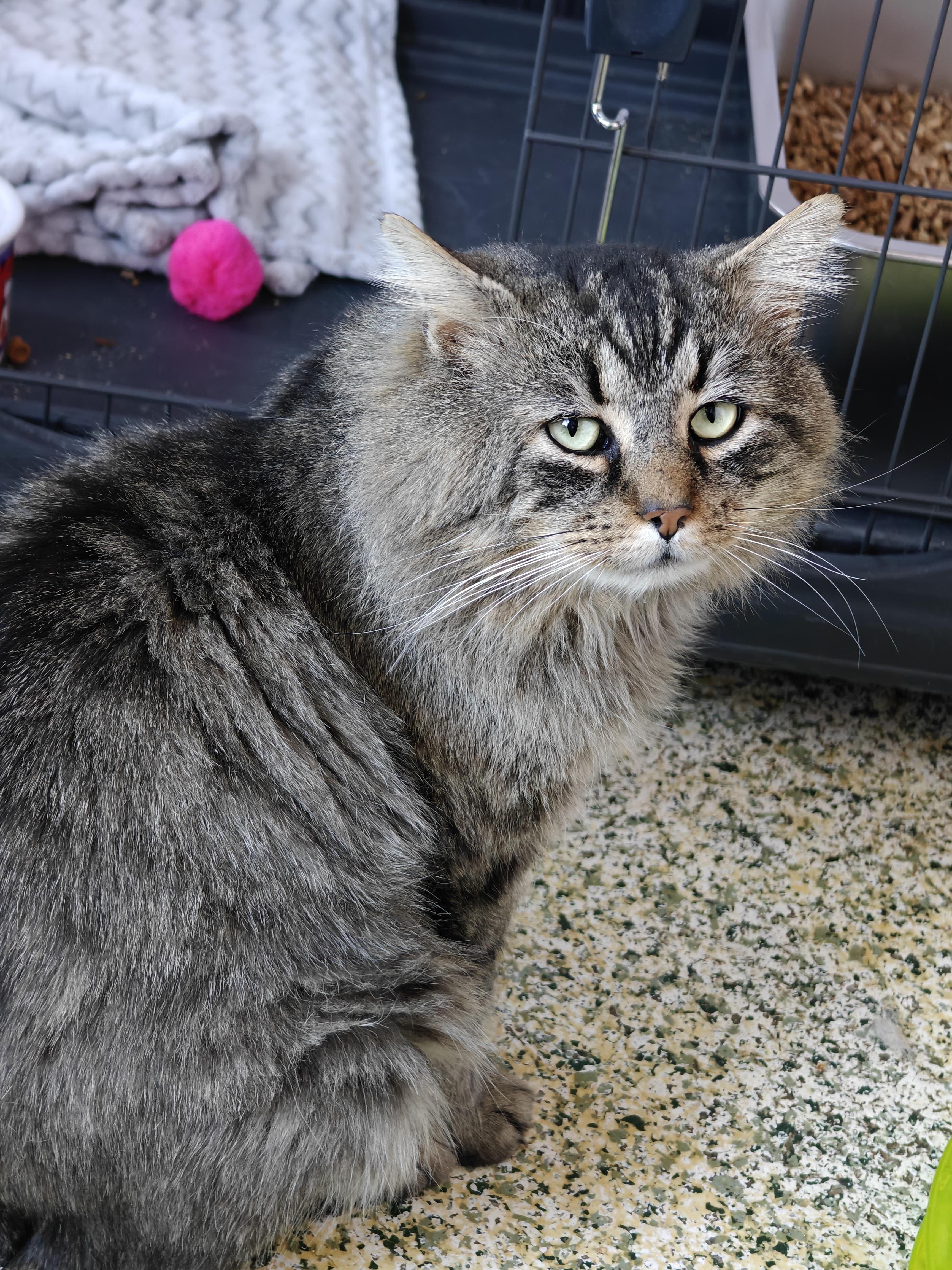 Enlarge Colonel Mustard , a ADOPTABLE Domestic Long Hair in New Britain, CT image 4/6