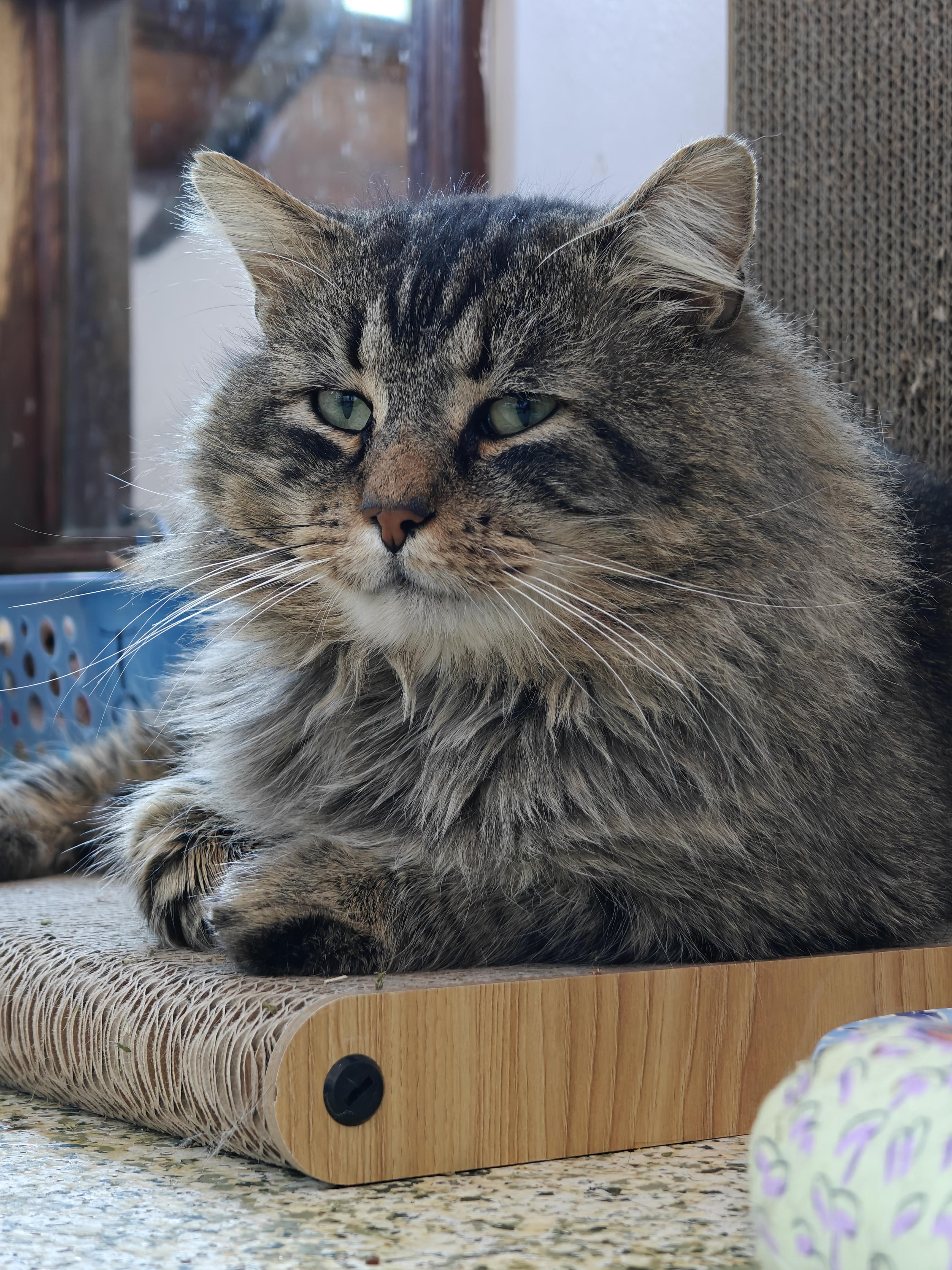 Colonel Mustard thumbnail 5