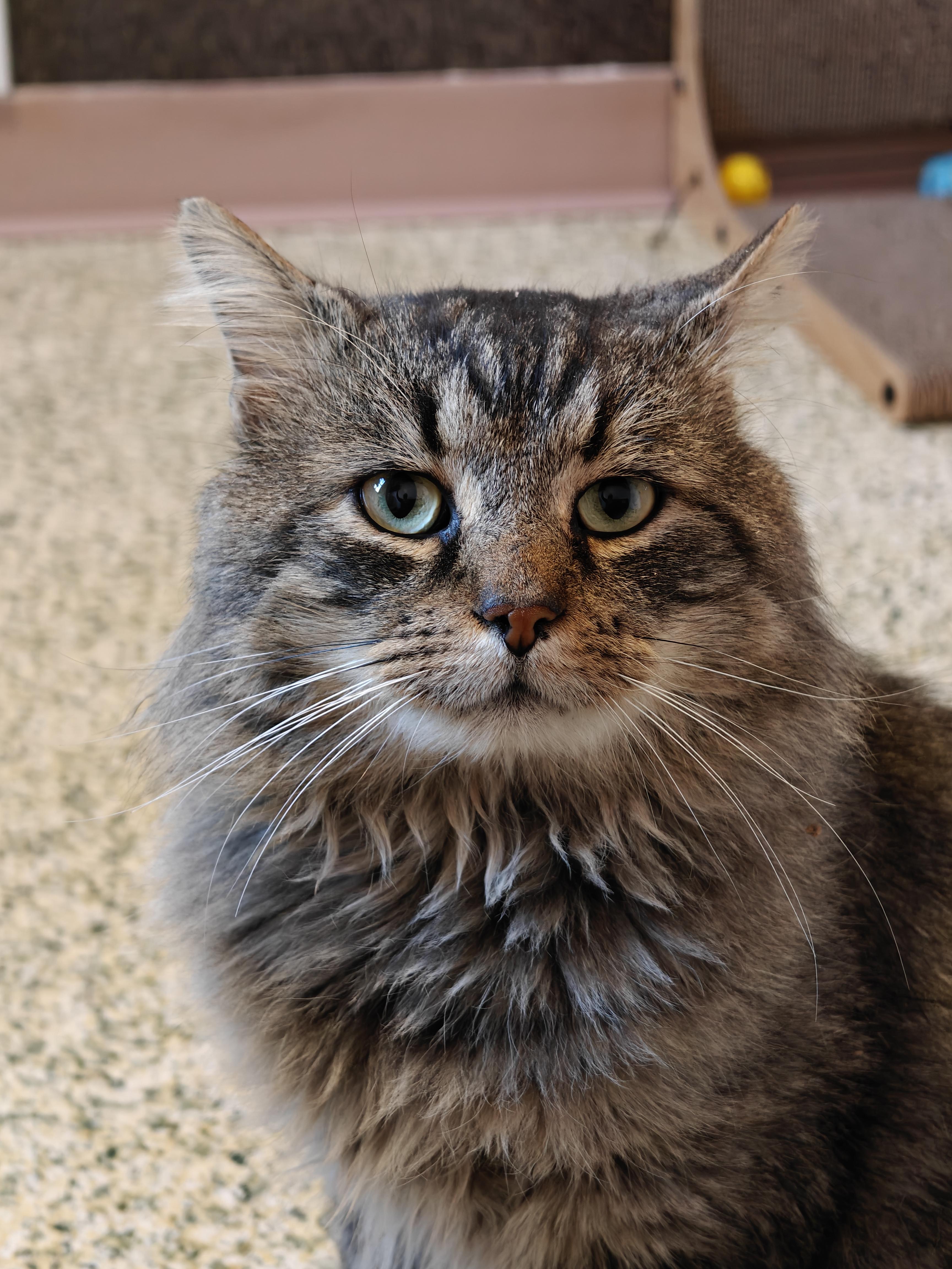 Enlarge Colonel Mustard , a ADOPTABLE Domestic Long Hair in New Britain, CT image 1/6
