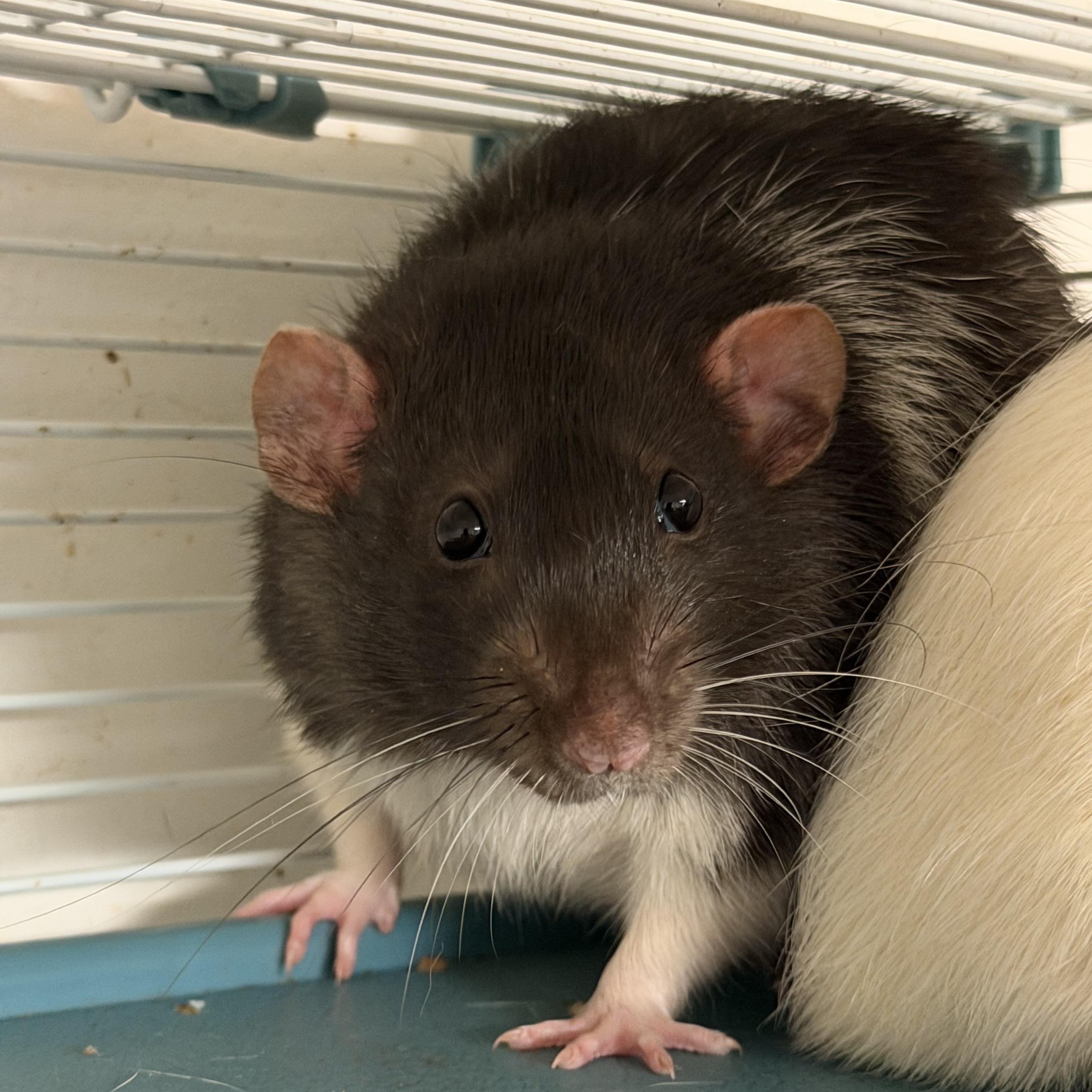 Group 2: the three chonks