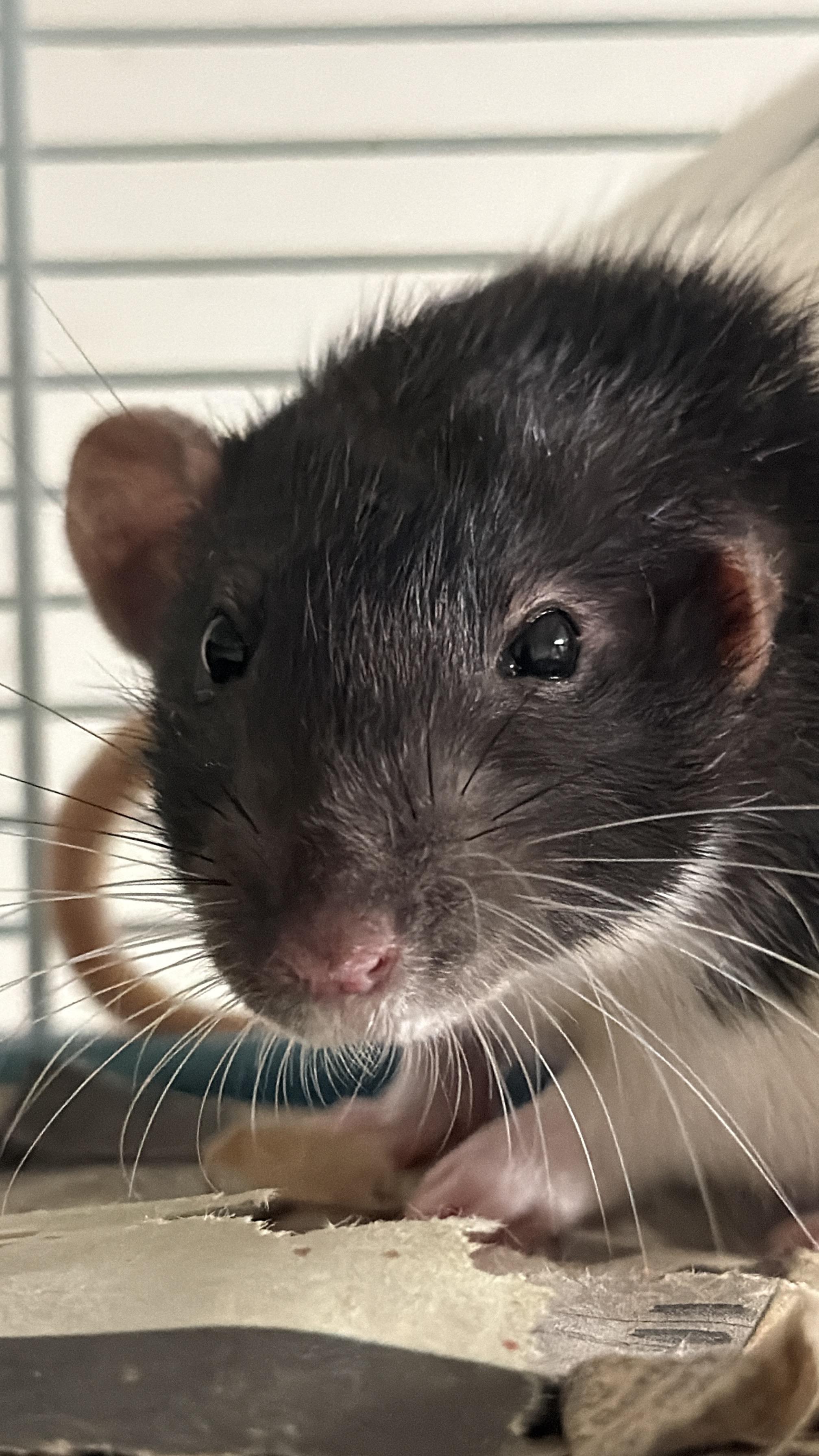 Group 2: the three chonks