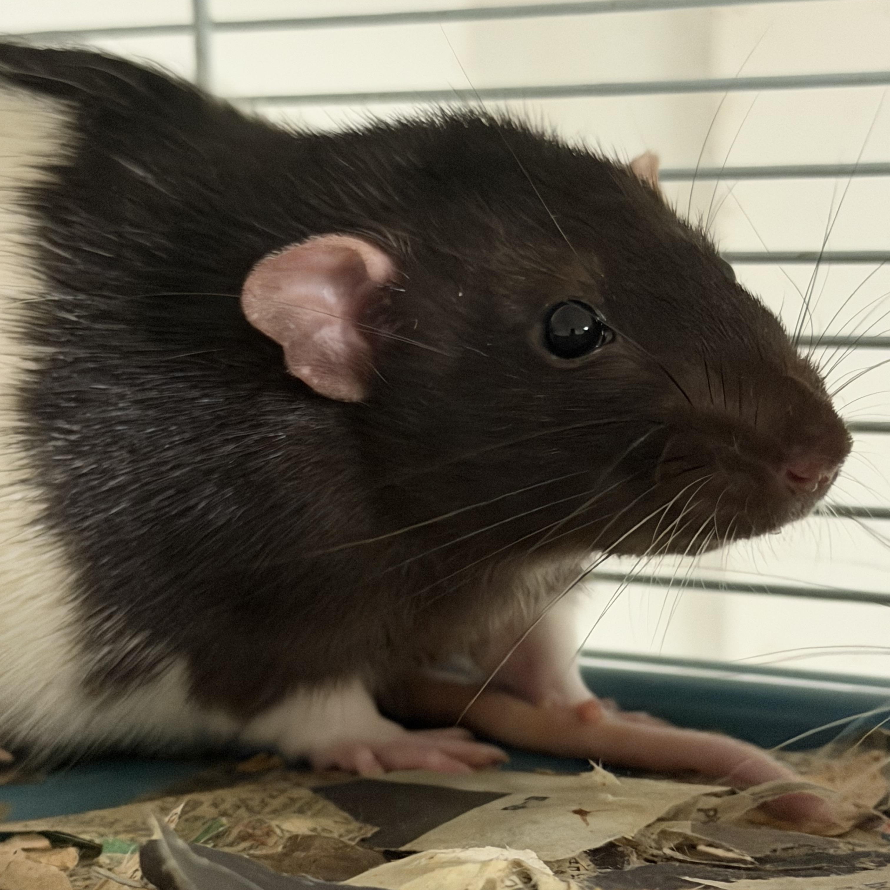 Group 2: the three chonks