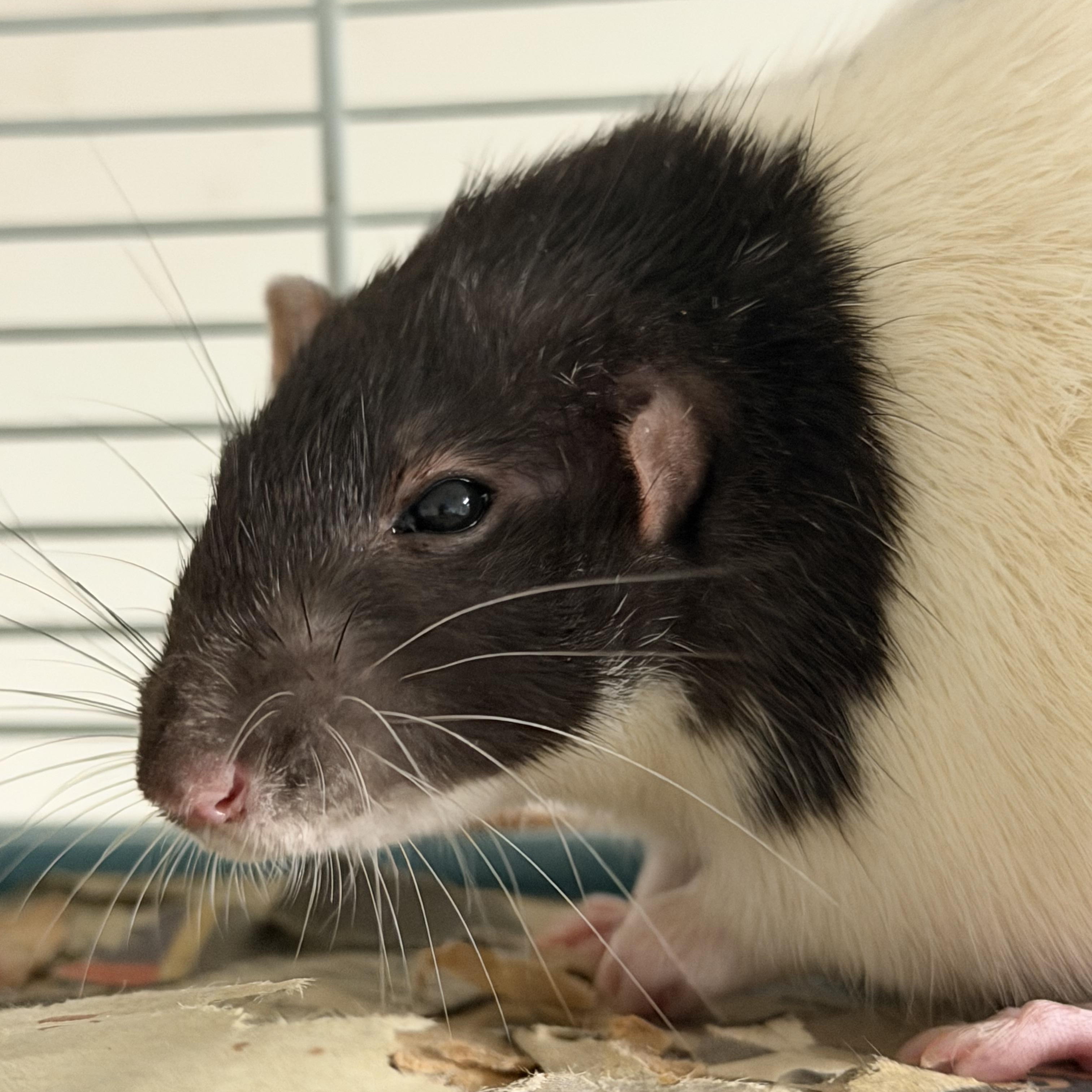 Group 2: the three chonks