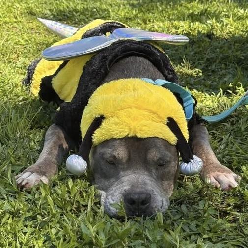 Enlarge Griffin, a Adoptable mixed breed in Sayreville, NJ image 2/4