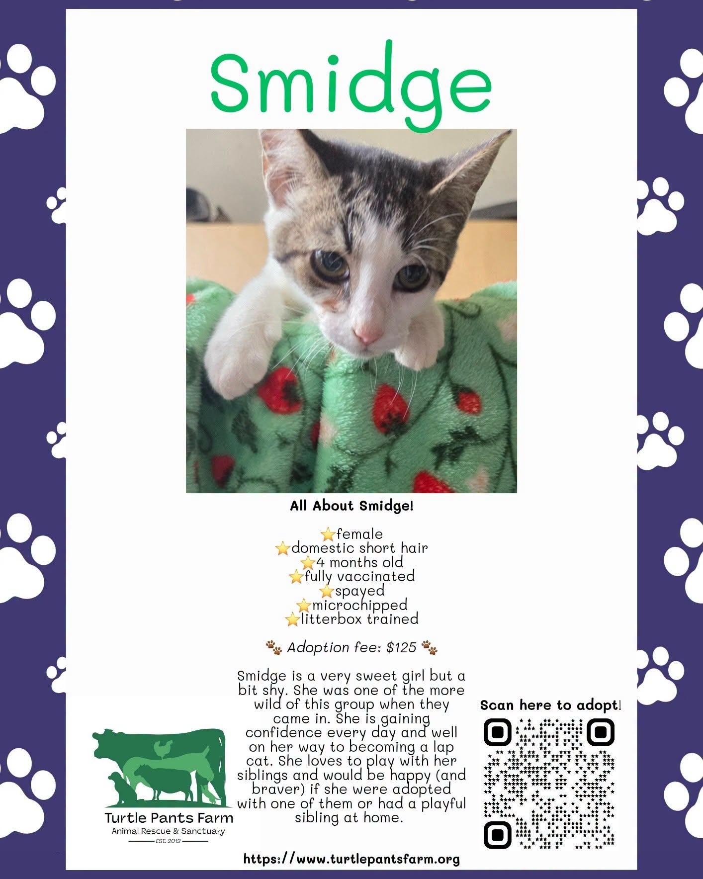Enlarge Smidge, a Adoptable Domestic Short Hair in Pittsboro, NC image 2/2