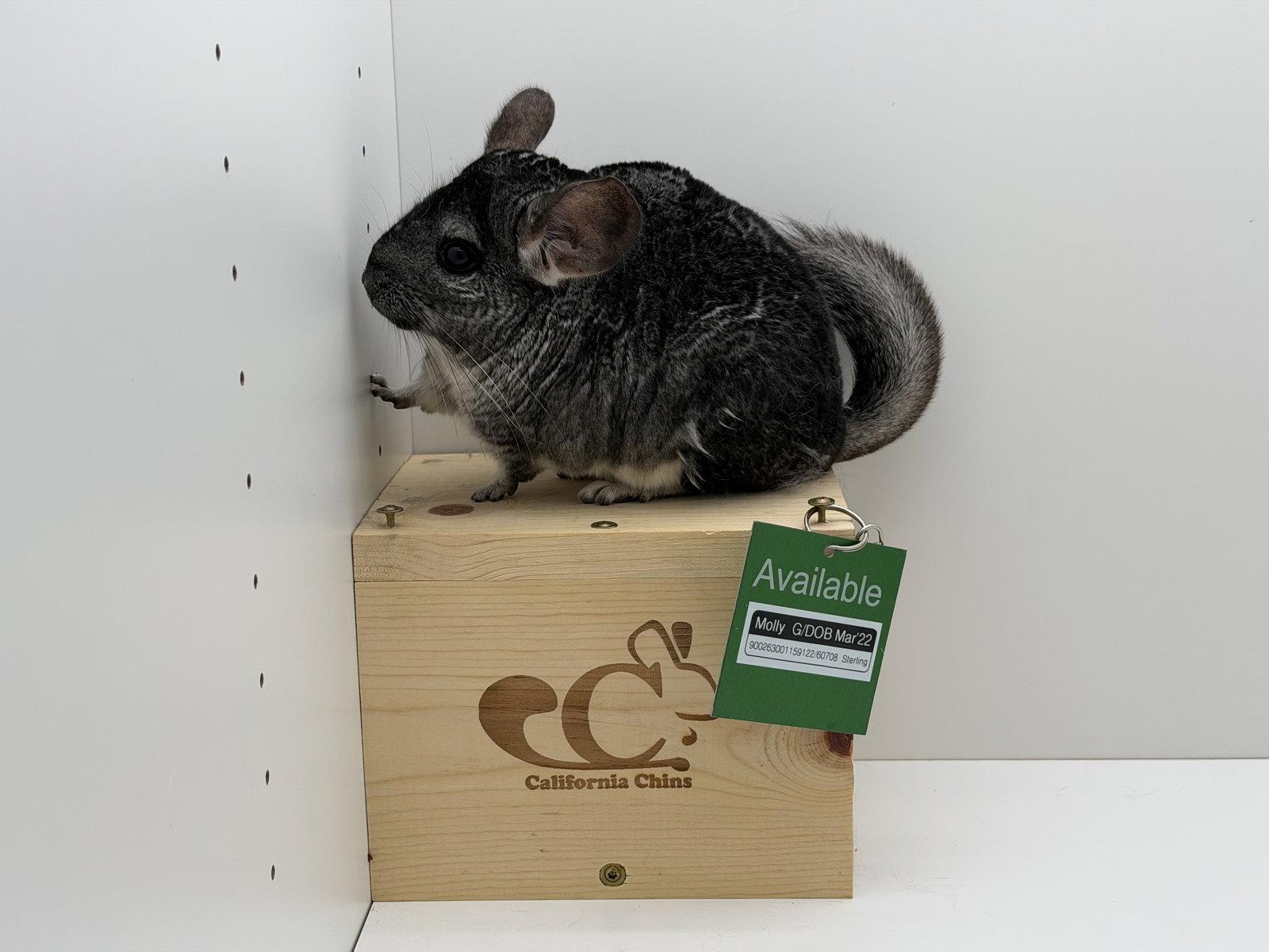 Molly, a Adoptable Chinchilla in Sunnyvale, CA image 1/3