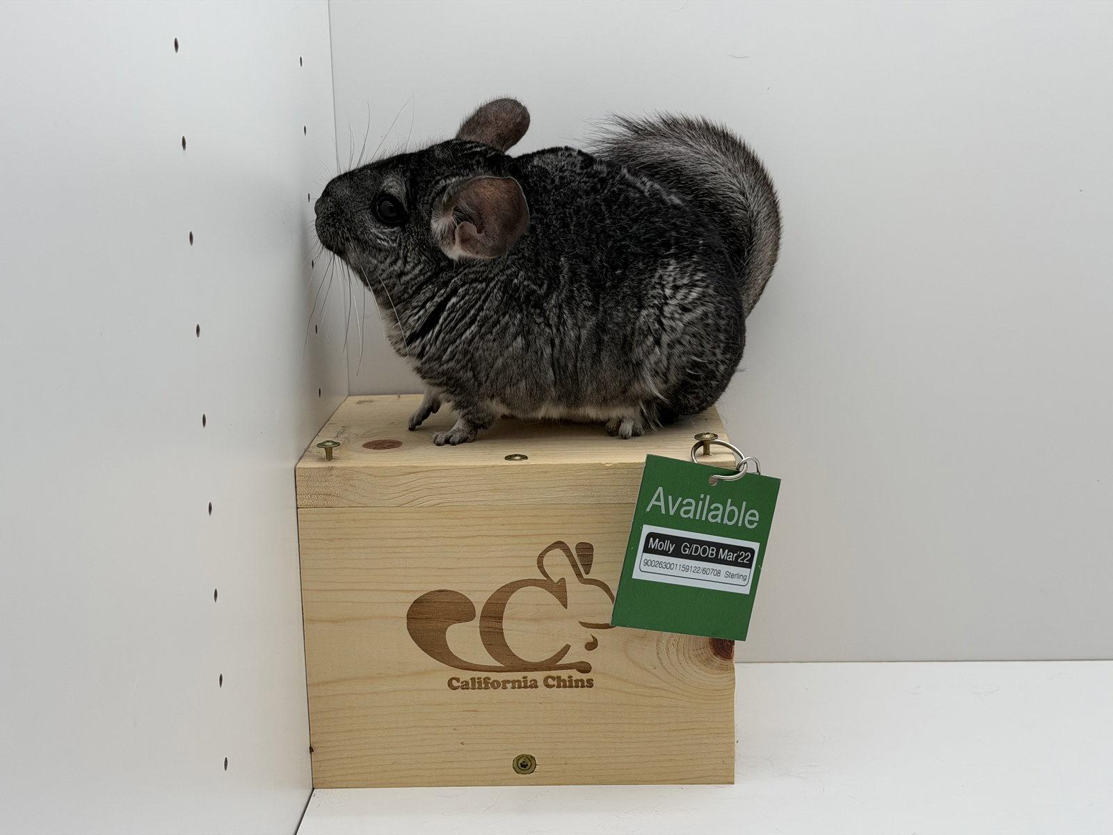 Molly, a Adoptable Chinchilla in Sunnyvale, CA image 2/3