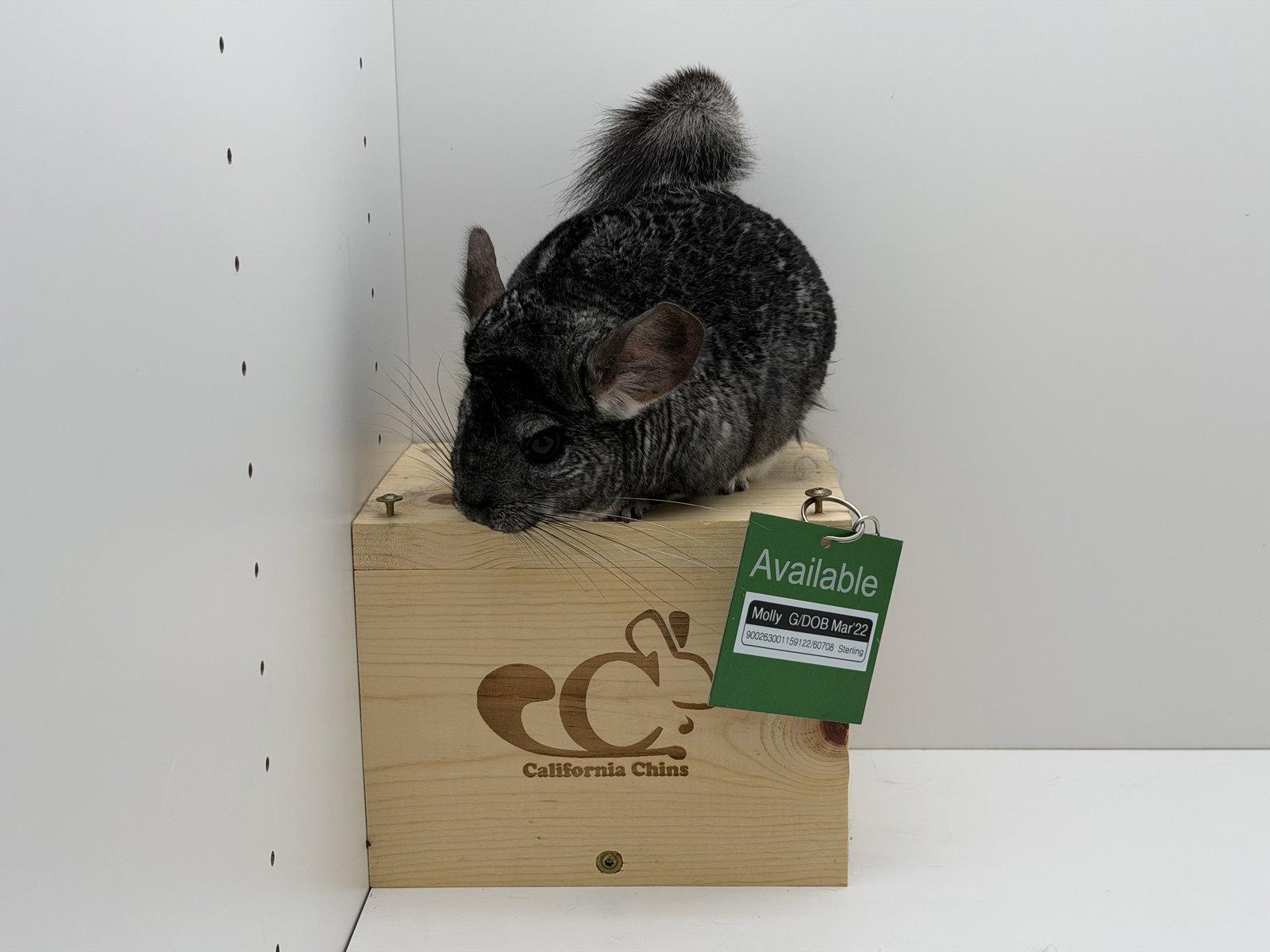 Molly, a Adoptable Chinchilla in Sunnyvale, CA image 3/3
