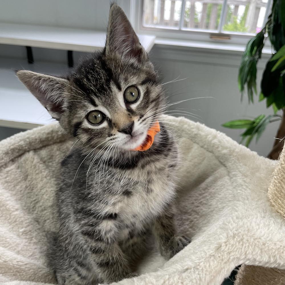 Carrot, Adoptable, Kitten Male Domestic Short Hair.