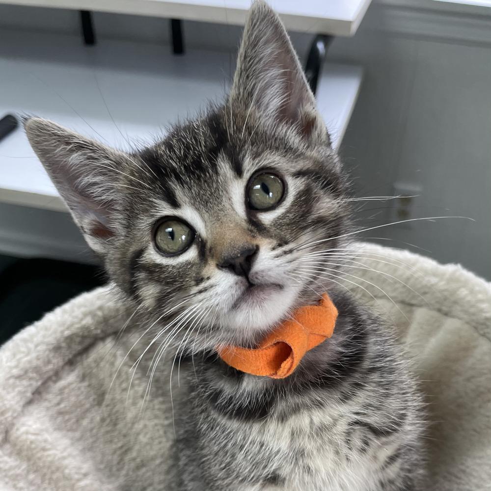 Carrot, a Adoptable mixed breed in Columbus, OH image 2/2