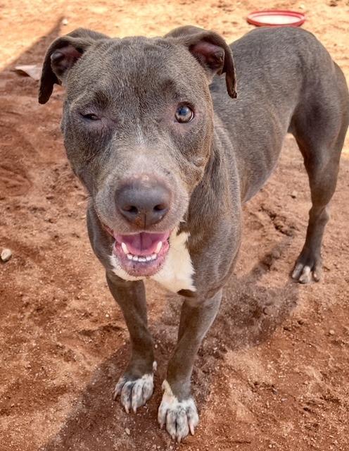 Enlarge Joan, a Adoptable mixed breed in Sharpsburg, GA image 1/1