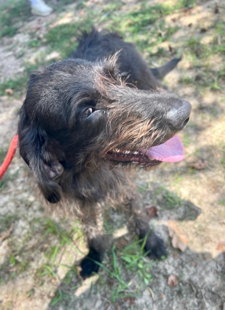 Bonnie Parker, Adoptable, Puppy Female Labrador Retriever.