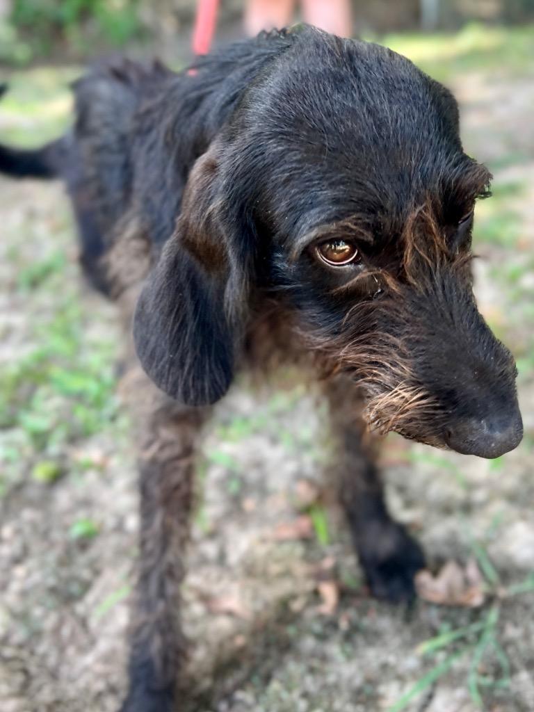 Enlarge Bonnie Parker, a Adoptable Labrador Retriever in Saint Francisville, LA image 4/5