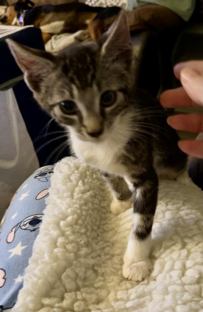 Enlarge SG - Olaf, a Adoptable mixed breed in Moses Lake, WA image 4/4