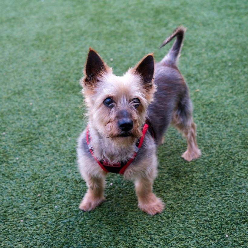 Mickey the Spunky Yorkie, a Adoptable mixed breed in Brooklyn, NY image 4/5