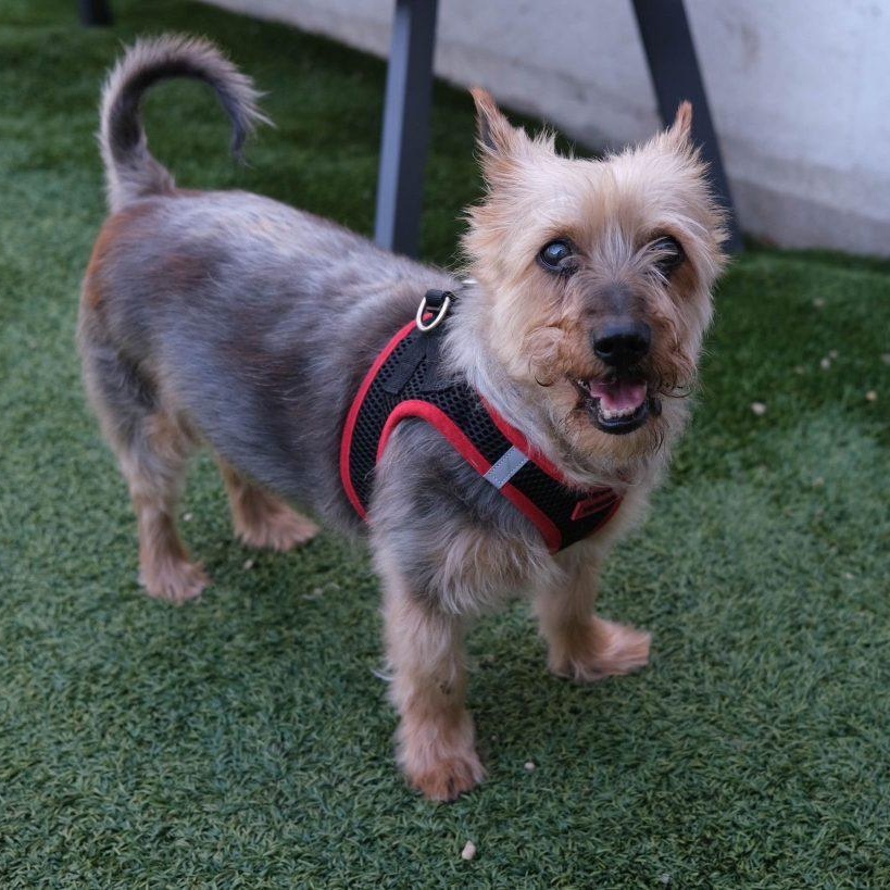 Mickey the Spunky Yorkie