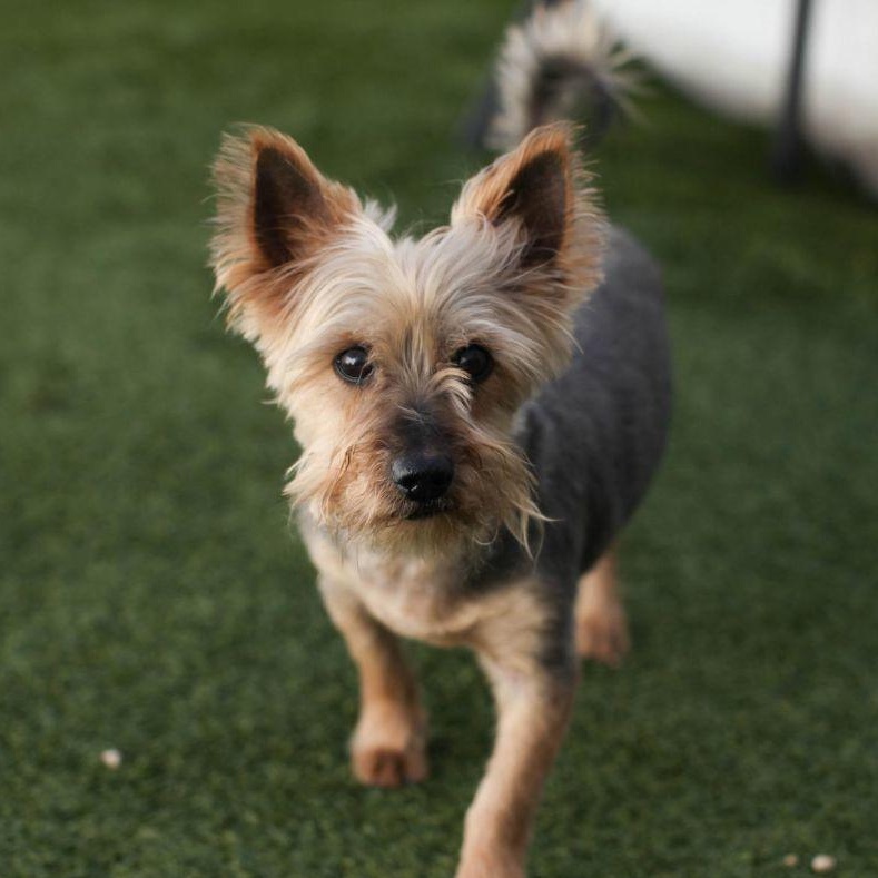 Mickey the Spunky Yorkie