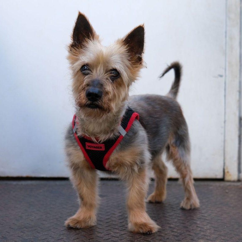 Mickey the Spunky Yorkie