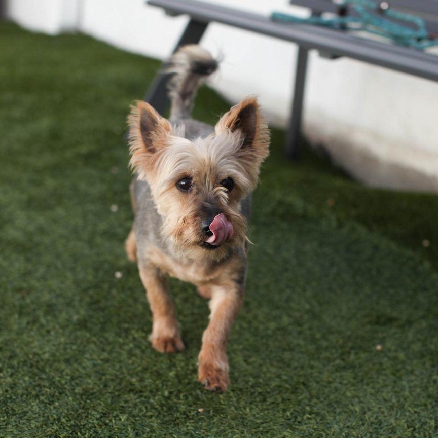 Mickey the Spunky Yorkie