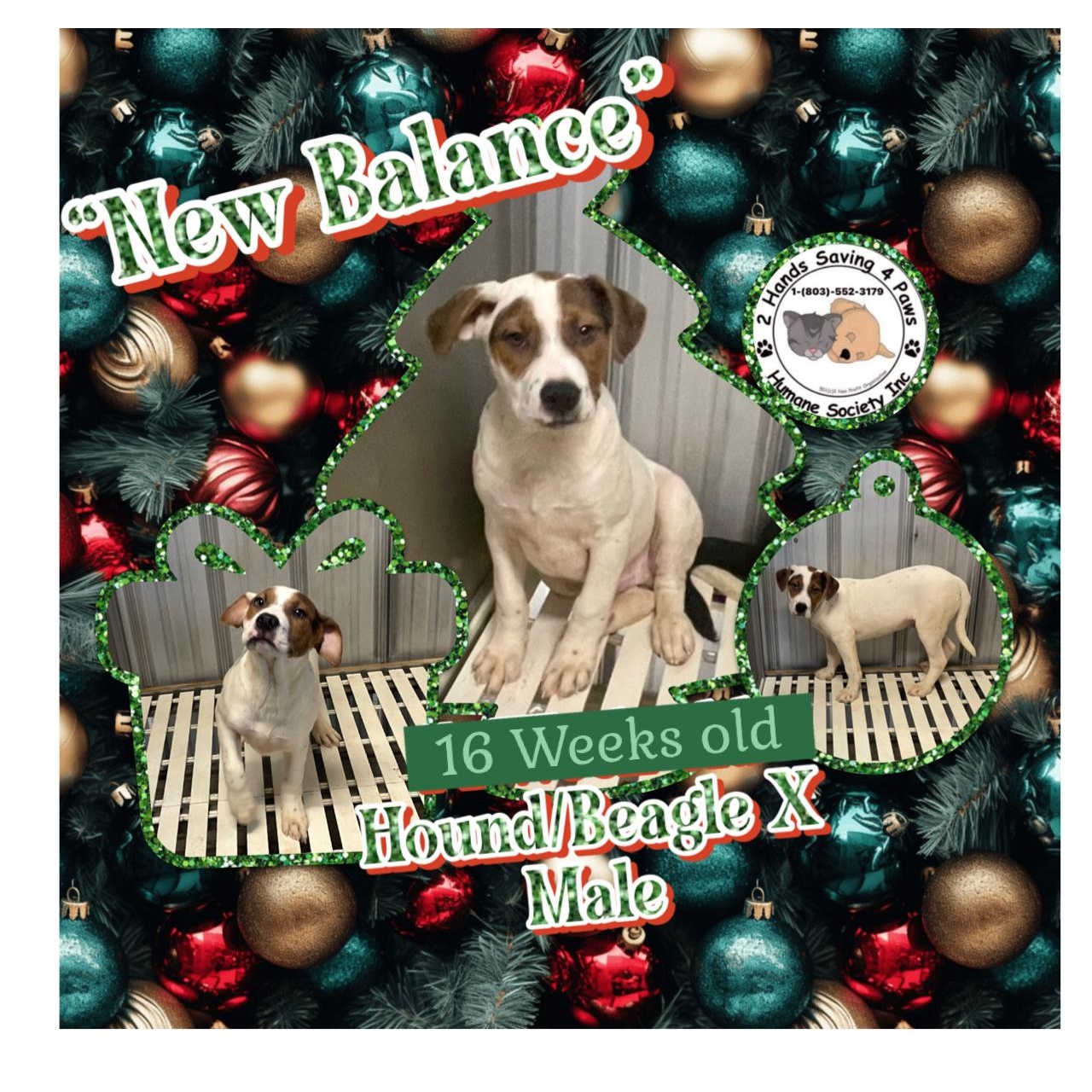 Enlarge NewBalance, a Adoptable mixed breed in Thomson , GA image 1/2