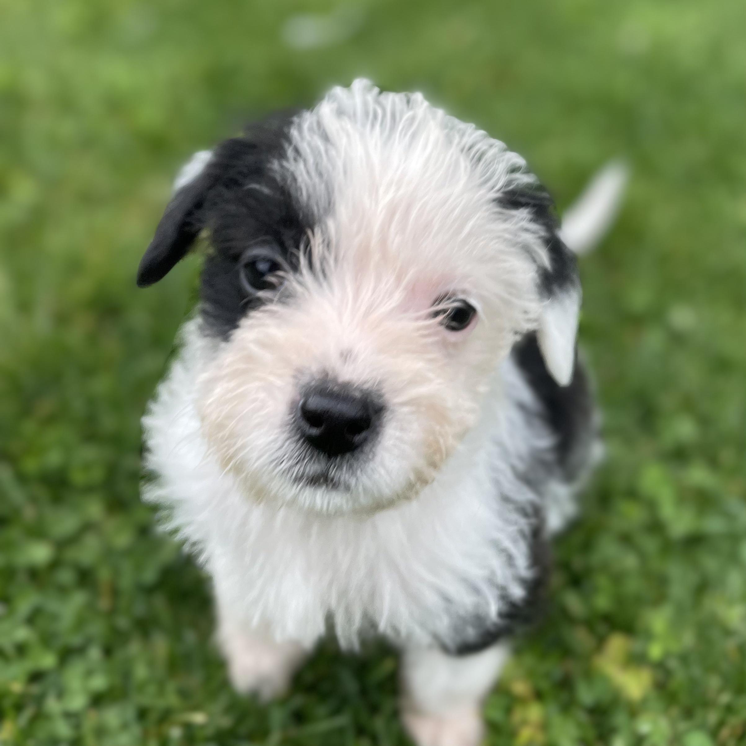 Violet (The Incredibles), ADOPTABLE, Puppy Female Terrier.