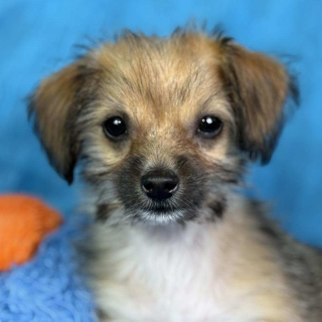 Chicklet: Tiny and Sweet, a ADOPTABLE mixed breed in San Antonio, TX image 3/6