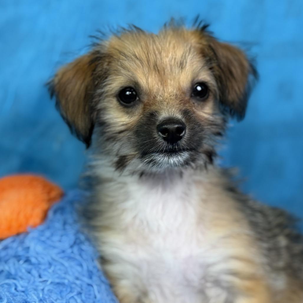 Chicklet: Tiny and Sweet, a ADOPTABLE mixed breed in San Antonio, TX image 5/6