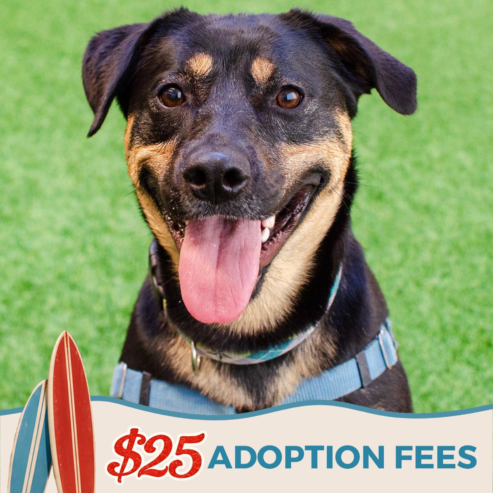 Enlarge Zelda, a Adoptable mixed breed in Burlingame, CA image 2/3
